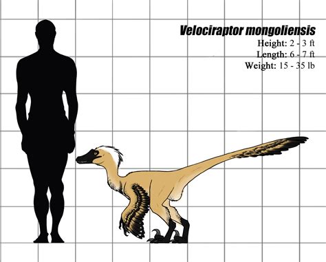 Velociraptor Size