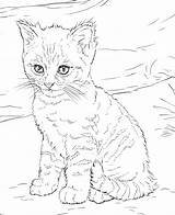 Cartoon Cat Coloring Pages  Learny Kids sketch template