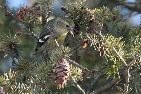 Female White-winged Crossbill | Great Bird Pics