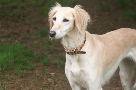 Saluki Puppies For Sale