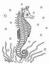 Free Printable Seahorse Coloring Pages For Kids sketch template