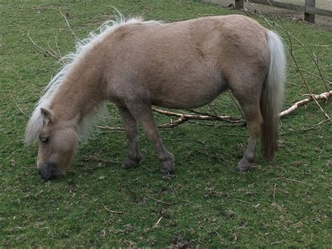 Miniature horses now recognized as important service animals