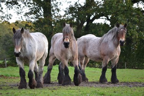 bay roan draft horses | The Art of the Horse | Pinterest