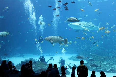 Tips for Visiting the Georgia Aquarium - This Is My South