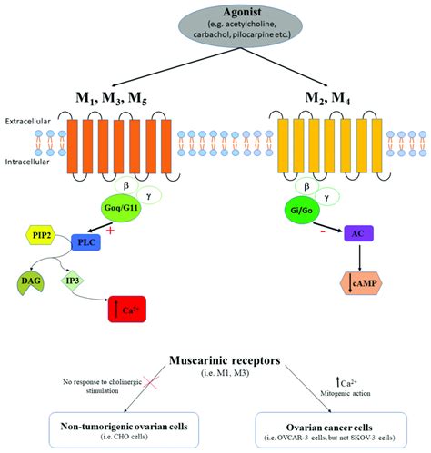 The agonist (e.g., acetylcholine, carbachol, pilocarpine, etc.) binds ...