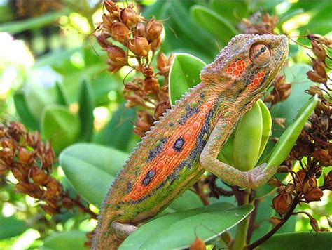 IMÁGENES Y FOTOS DE ANIMALES: Camaleón