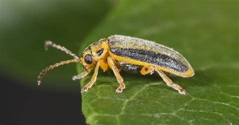 Elm Leaf Beetle Facts & Control: Get Rid of Elm Leaf Beetles