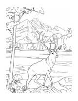 Grand Teton National Park coloring Page  Free Printable Coloring Pages sketch template