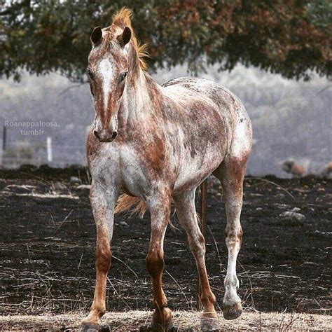 VARNISH RED ROAN APPALOOSA - WOW! trying to find a name | Appaloosa ...