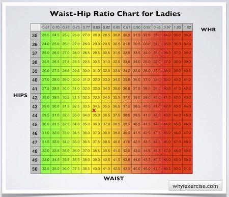 Hips, Body chart, Ideal body measurements