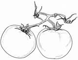 Tomatoes Free Printable coloring page  Download Print Or Color Online sketch template