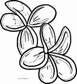 Flower Coloring Page Wecoloringpage 104  Wecoloringpagecom sketch template