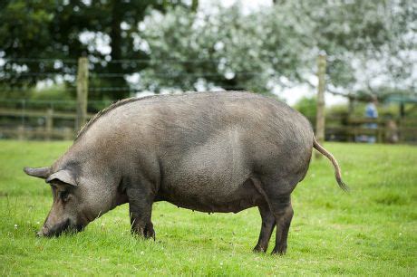 100 Pig iron Stock Pictures, Editorial Images and Stock Photos | Shutterstock