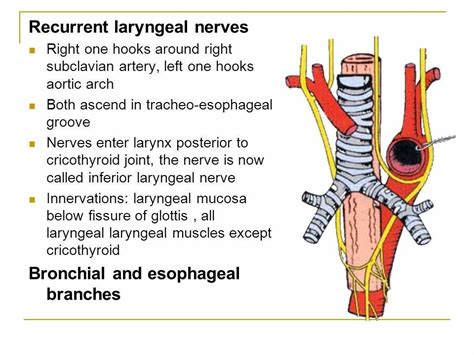 Cricothyroid Joint Recurrent Laryngeal Nerve