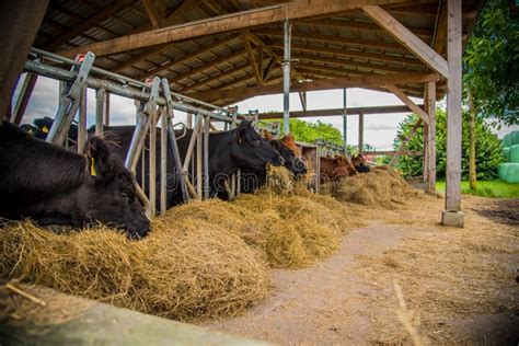 Galloway cattle on a farm stock photo. Image of land - 142219032