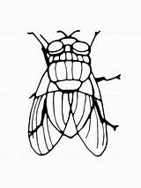 Fly coloring Pages  SeaColoring sketch template