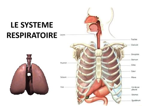 Schema Appareil Respiratoire Cm2