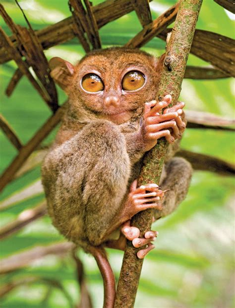 This is the Tarsier. This very interesting looking creature can be found in the islands of South ...