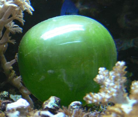 This is the Valonia ventricosa. This is the largest unicellular organism. : r/absoluteunit