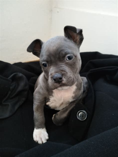 Blue Staffy - West Ryde - PetsForHomes