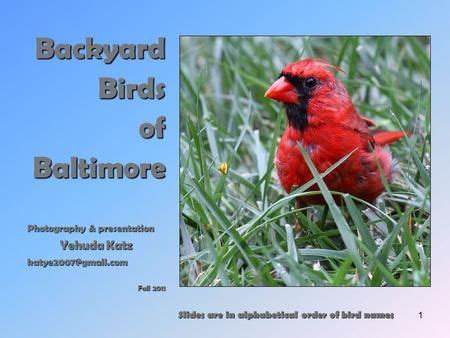 1 Backyard Birds ofBaltimore Photography & presentation Yehuda Katz Fall 2011 Slides are in ...