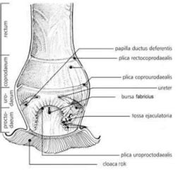 Avian (Bird) Anatomy - Images of Cloaca and Bursa of Fabricus