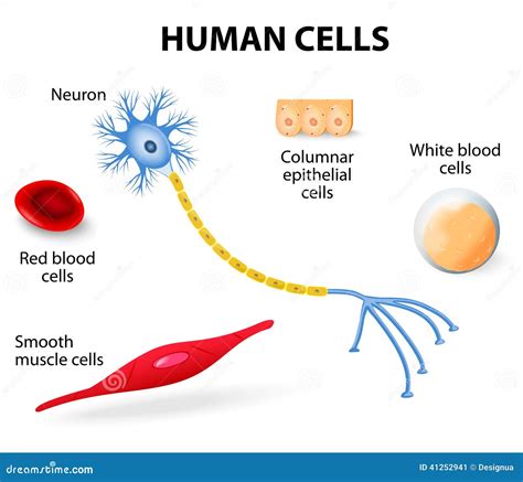 Human cell collection stock vector. Illustration of skin - 41252941