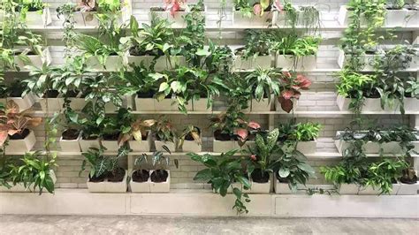 How to Grow an Indoor Vertical Garden | Indoor Gardening