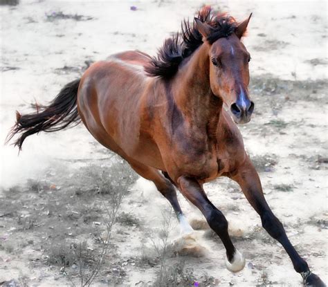 Warmblood Horse Galloping by Vanessa Mylett