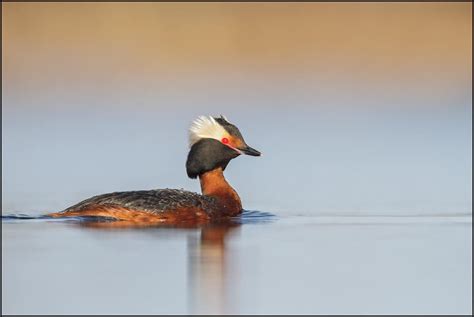 Horned Grebe | Focusing on Wildlife