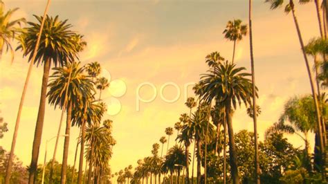 Video: Beverly Hills palm trees at sunset - HD ~ #450579