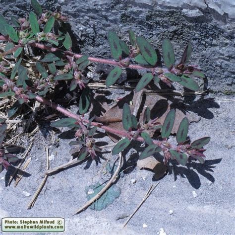 Euphorbia maculata (Spotted Spurge) : MaltaWildPlants.com - the online ...