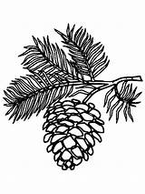Pine Cone Coloring Page Download And Print  sketch template