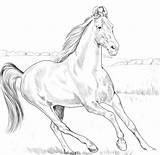 Horse Heavy Warmblood Mare Coloring Pages  Cool sketch template