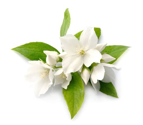 Jasmine Flower Infusion | Lush Fresh Handmade Cosmetics UK