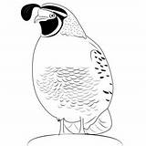 California Quail Male Coloring Pages For Kids  Download sketch template