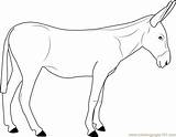 Donkey Coloring Drawing Printable Pages Animals Para Drawings Animal  sketch template