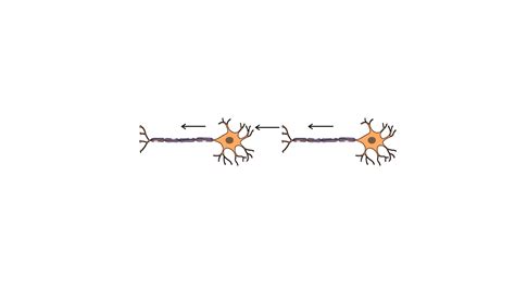 What is the correct direction of flow of electrical impulses?