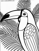 Tropical Rainforest Coloring Pages At GetDrawings  Free Download sketch template