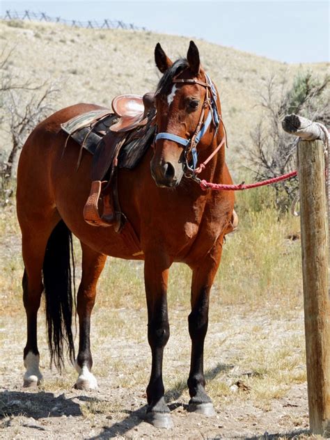 Horse Training: Step by Step Guide for Beginners