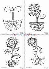 Plant Life Cycle Pages Coloring sketch template
