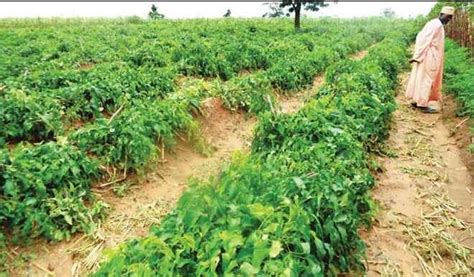 Why yam farming is not popular in Katsina – Farmers - Daily Trust