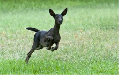 10 Cute Black Animals To Look At (instead of shopping) - Greenpointers