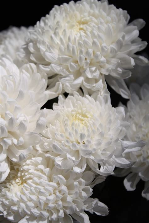 Widow's Endorphins: November's Chrysanthemums