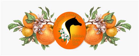 Valencia Orange , Free Transparent Clipart - ClipartKey