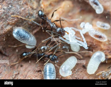 Inside a nest of Pheidole big-headed ants, with pupae, larvae and eggs, under a rock in tropical ...