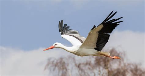 The White Stork: National Bird of Ukraine - A-Z Animals