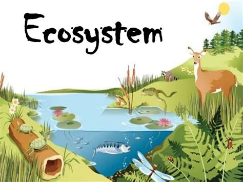 Ecosystem