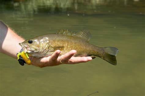 Best Smallmouth Bass Lures | Fishmasters.com