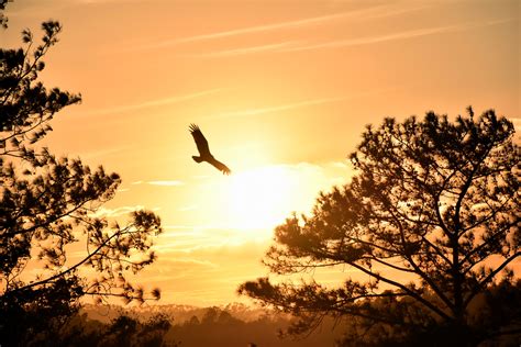 Eagle Flying Towards Sunset 5k Wallpaper,HD Photography Wallpapers,4k Wallpapers,Images ...